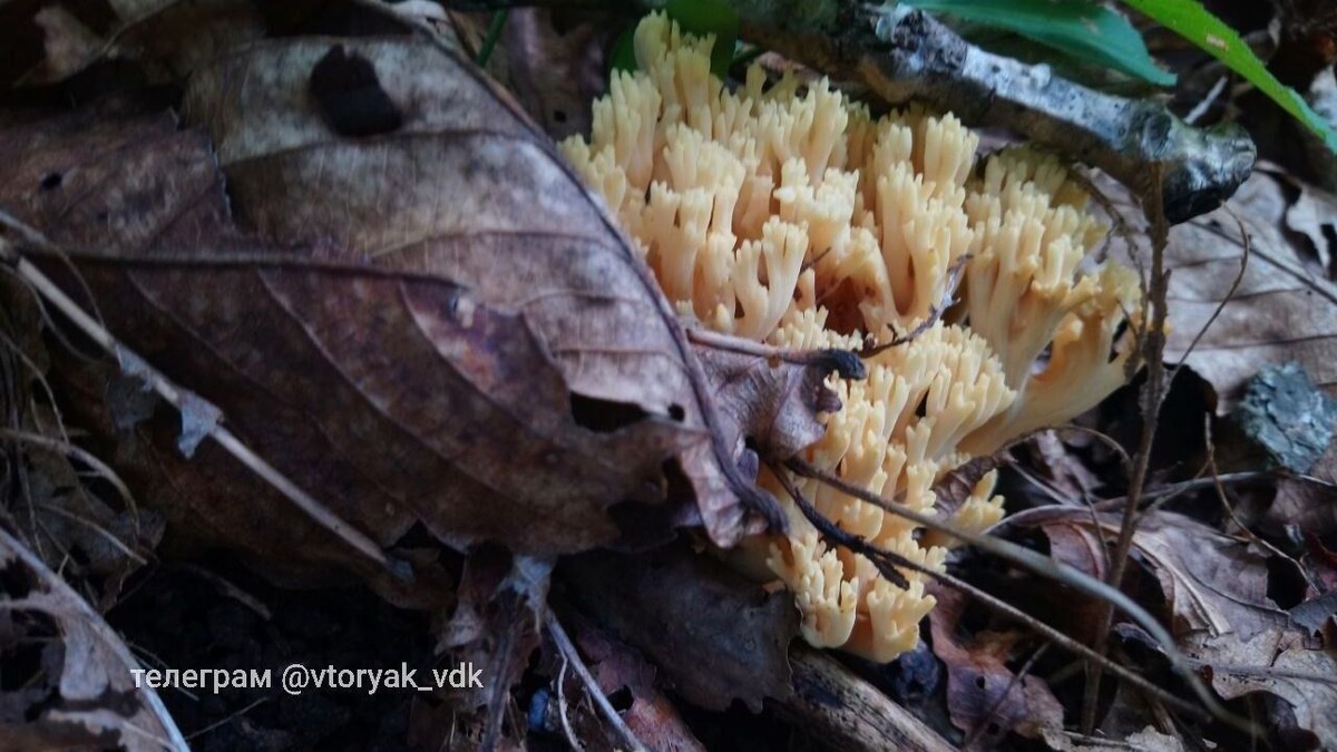     Источник: vtoryak.vdk