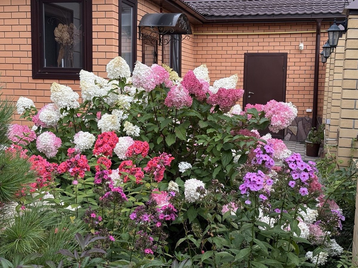Гортензии в моем саду