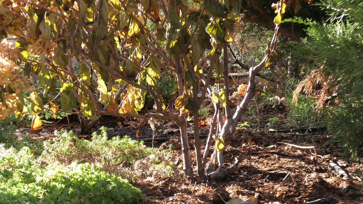 В нижней части каждого ствола есть спящие почки. Фото автора