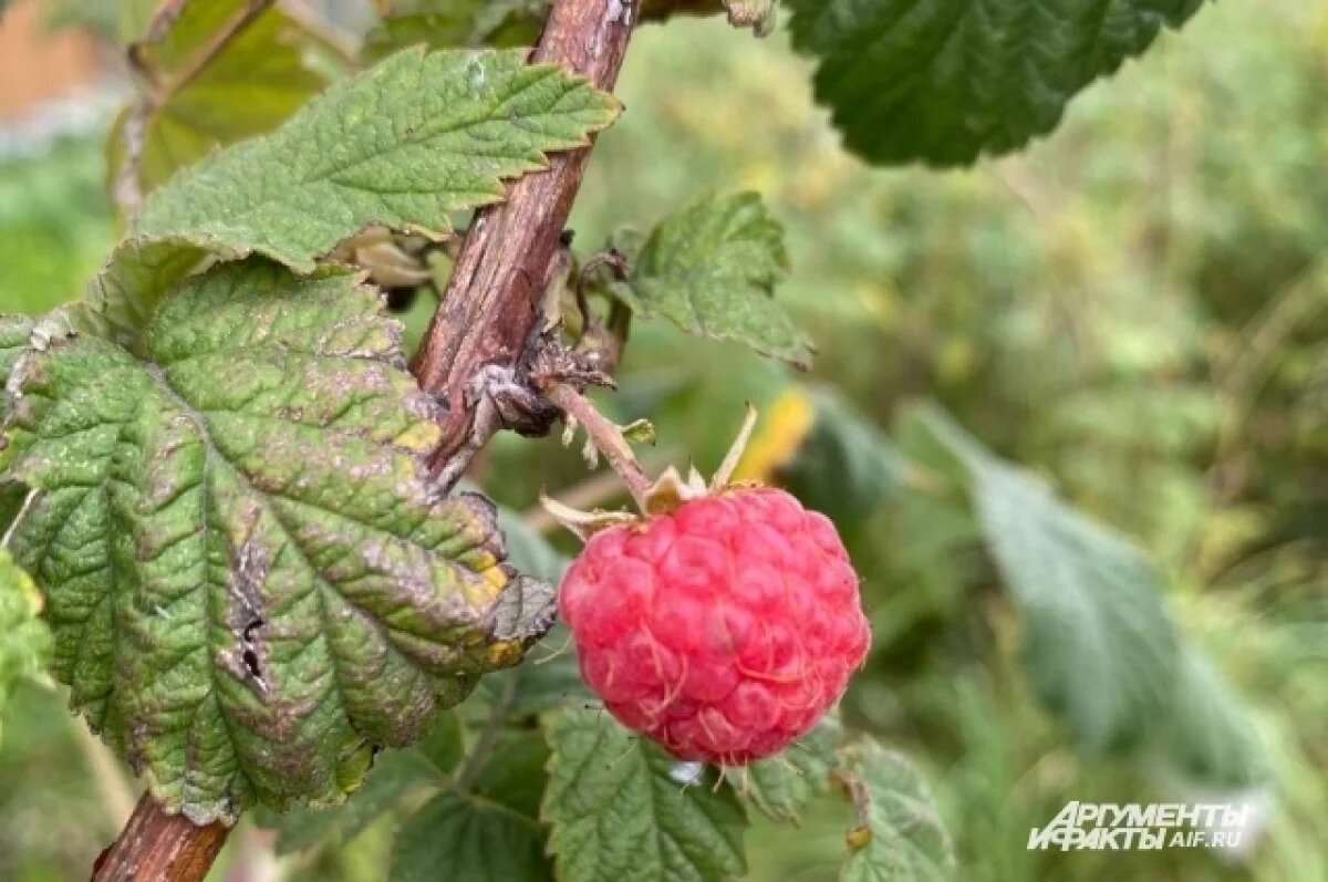    Агроном Шадрина объяснила, как избавиться от коричневых пятен на малине