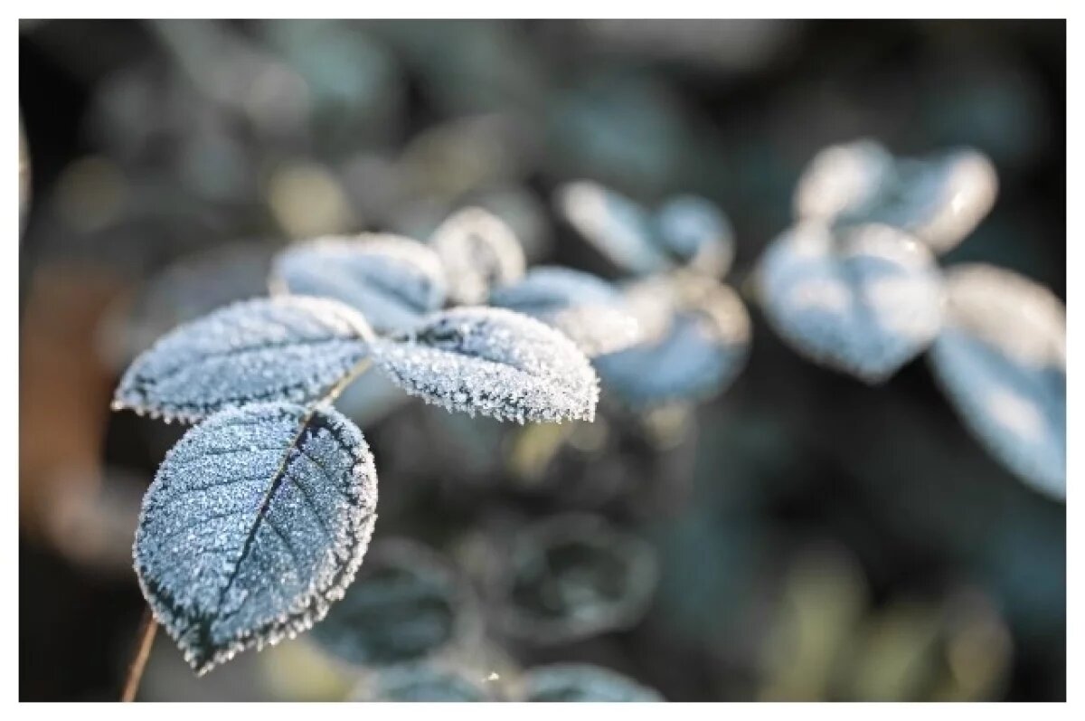    Синоптики предупреждают о заморозках 8 сентября в Томской области