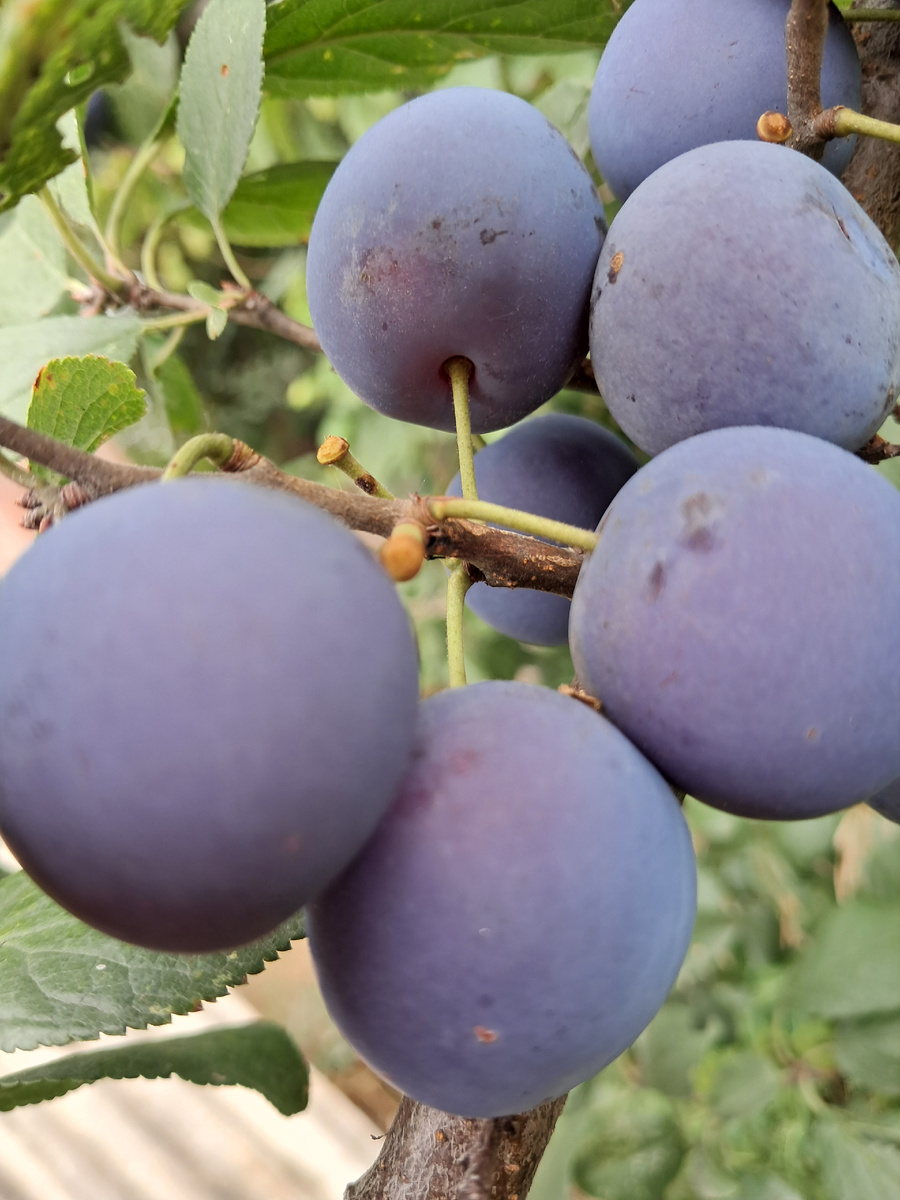 фото автора,торн