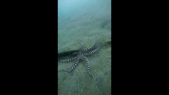 осьминог в природе