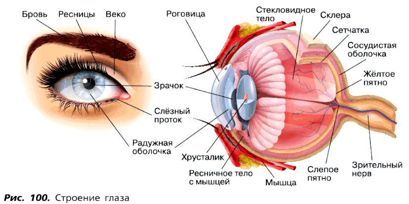 фото из открытых  источников.