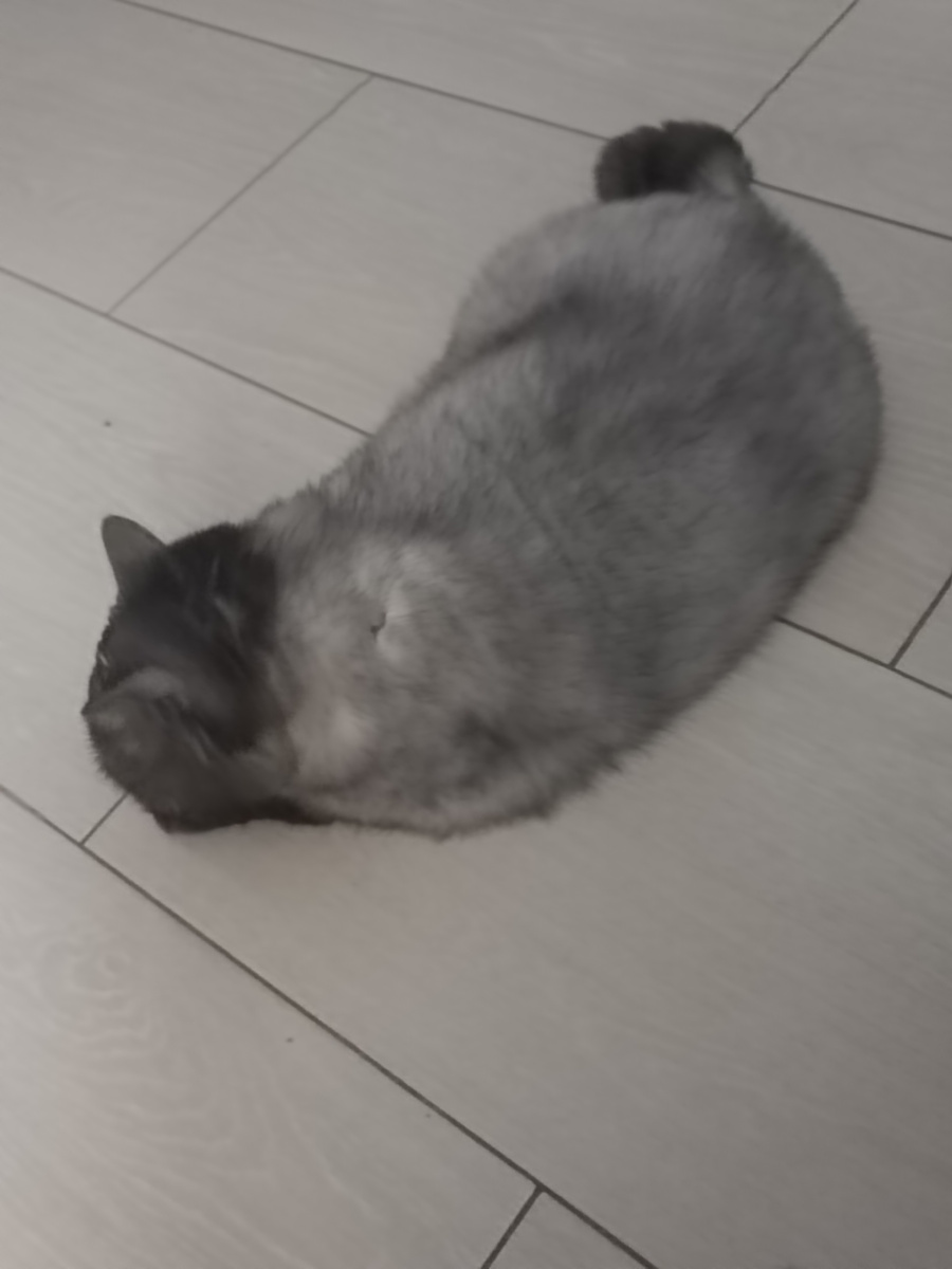 Коша-батонша мне вот так помогала😍