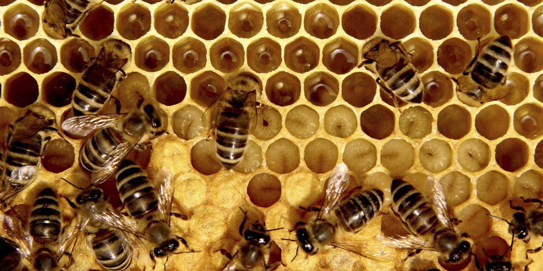 ОКОНЧАТЕЛЬНАЯ СБОРКА ГНЕЗДА