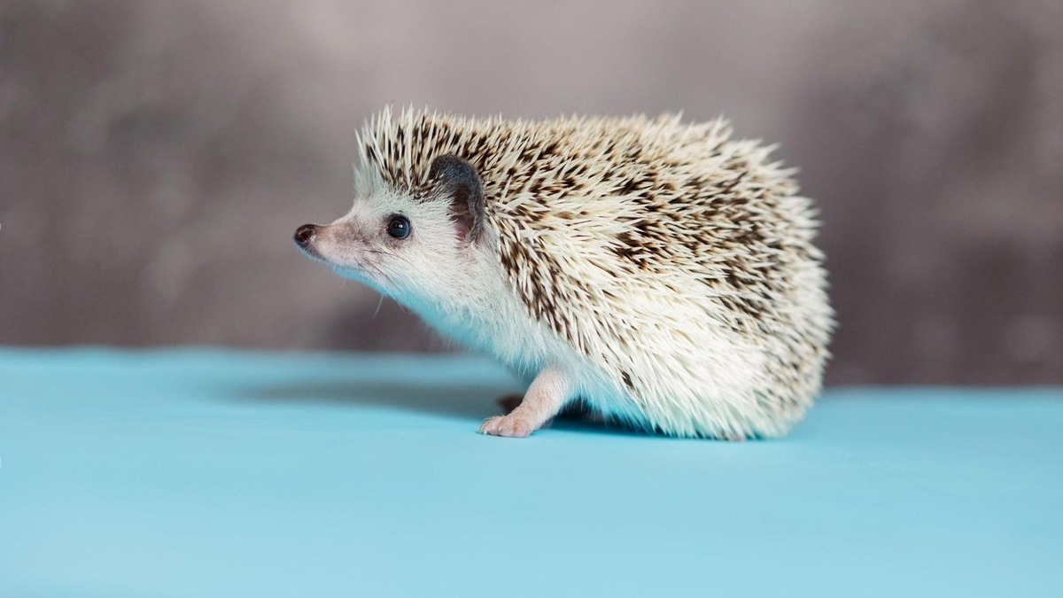    Ежики — ночные спортсмены: за ночь они могут пробежать несколько километров, и колесо помогает им оставаться здоровыми.