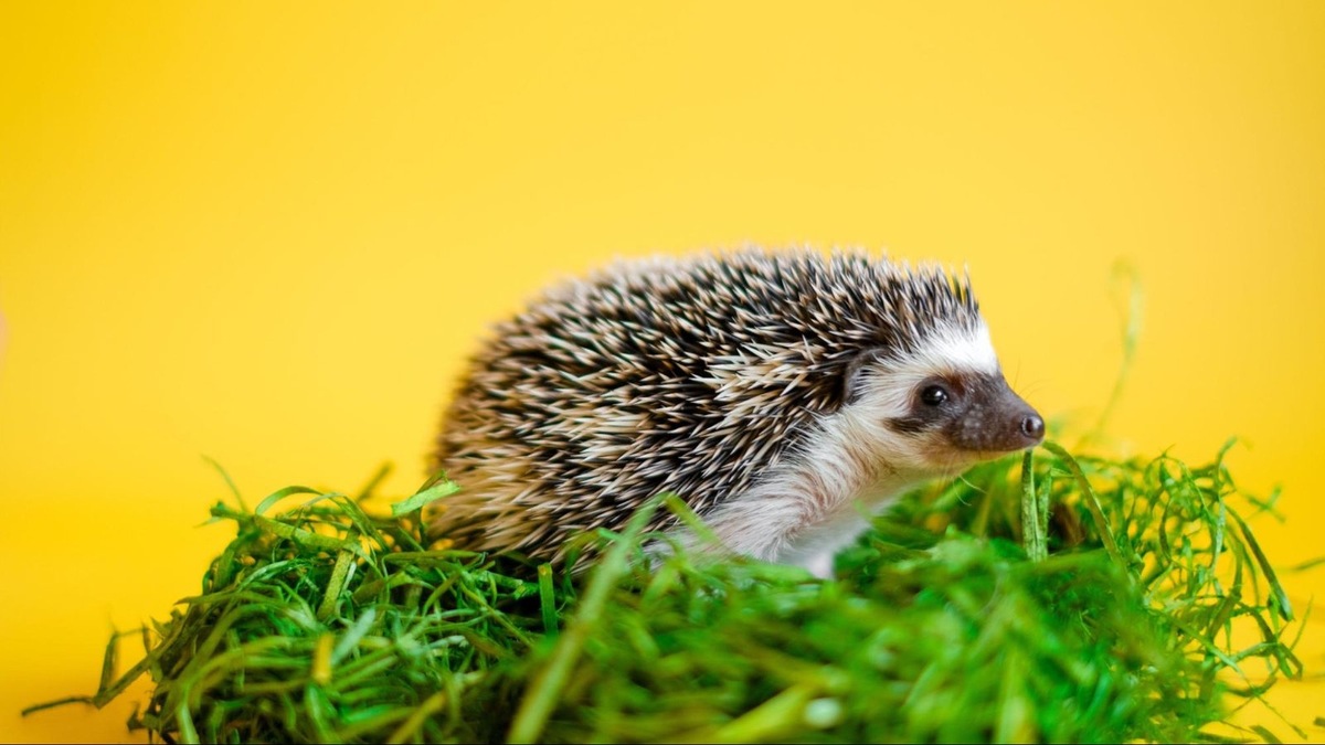    Для лапок ежу нужна мягкая подстилка: жесткий пол может привести к натоптышам и воспалению.