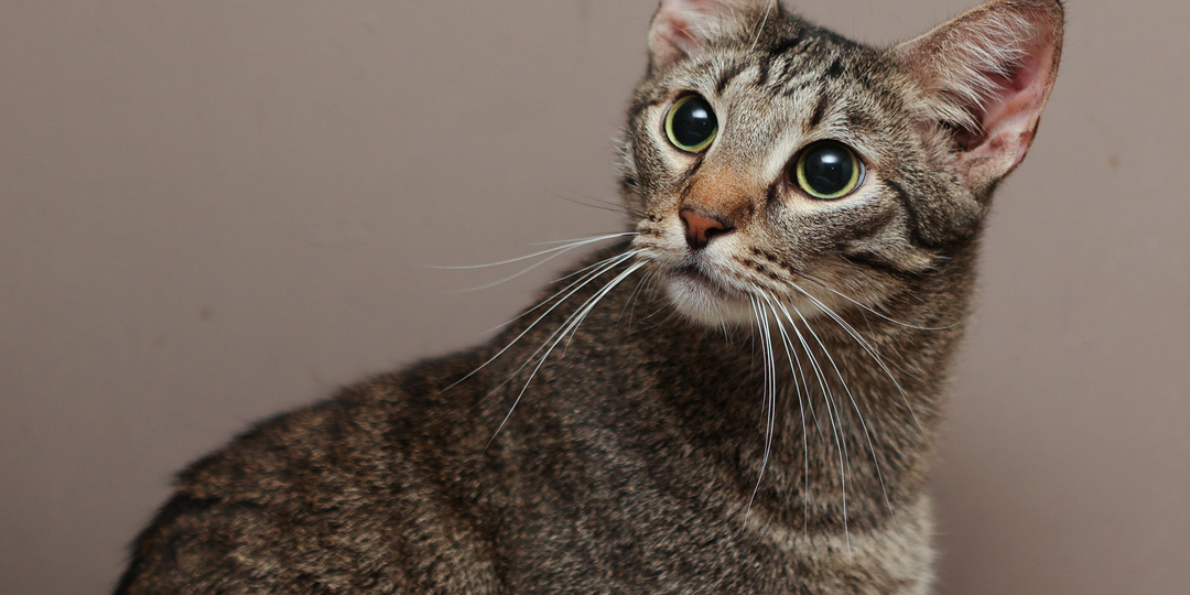 Дадим коту Тому очередной шанс: история одного неоднозначного пушистика