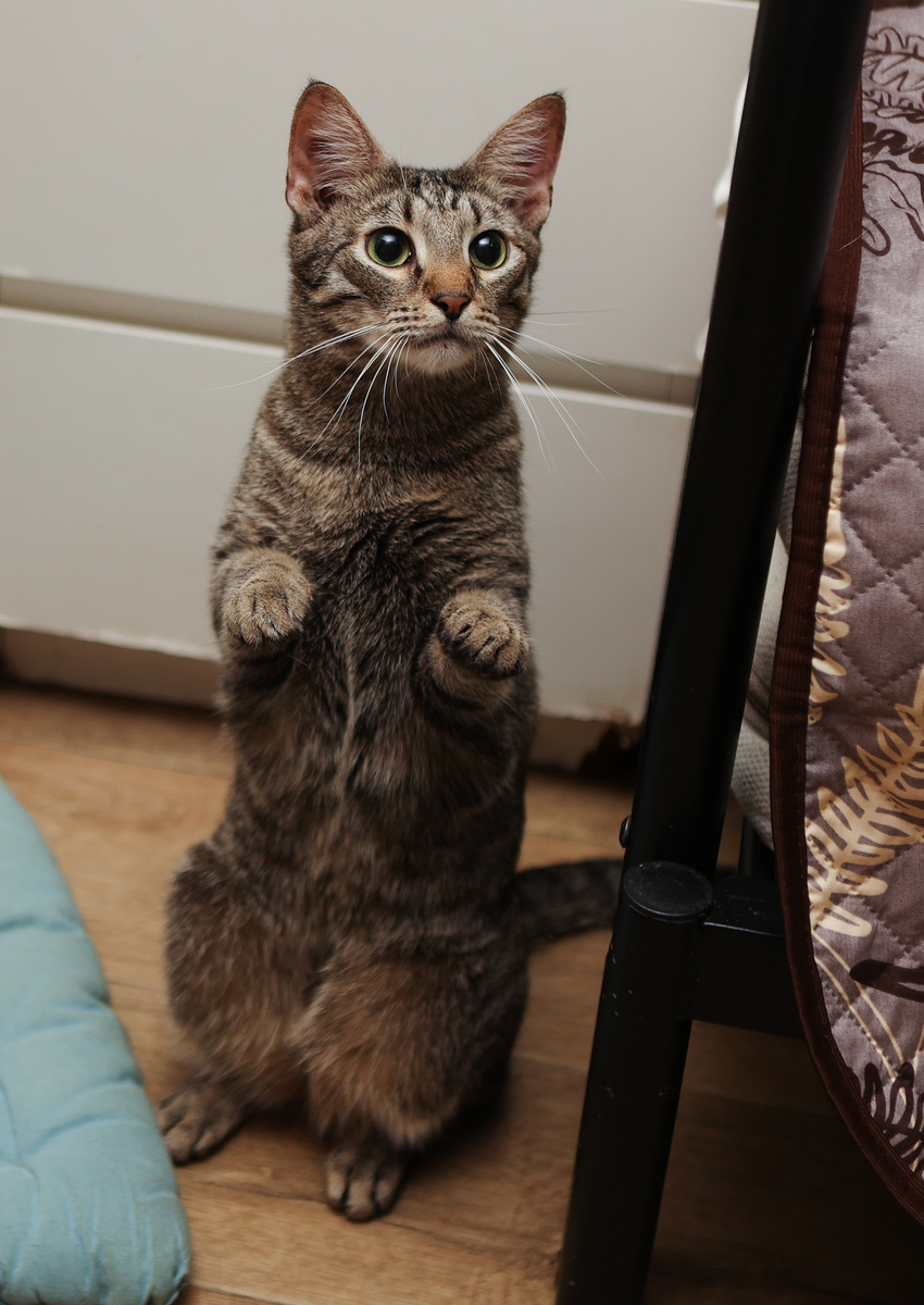 Собачья команда "Зайчики":)