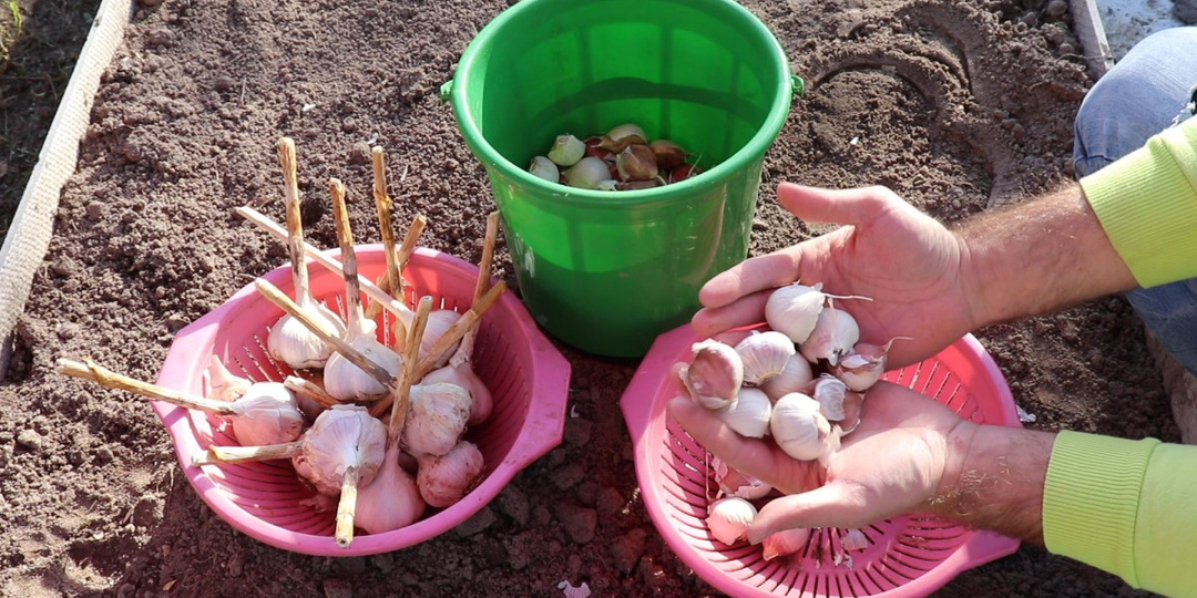 Посадка чеснока под зиму: секреты крепких головок и богатого урожая