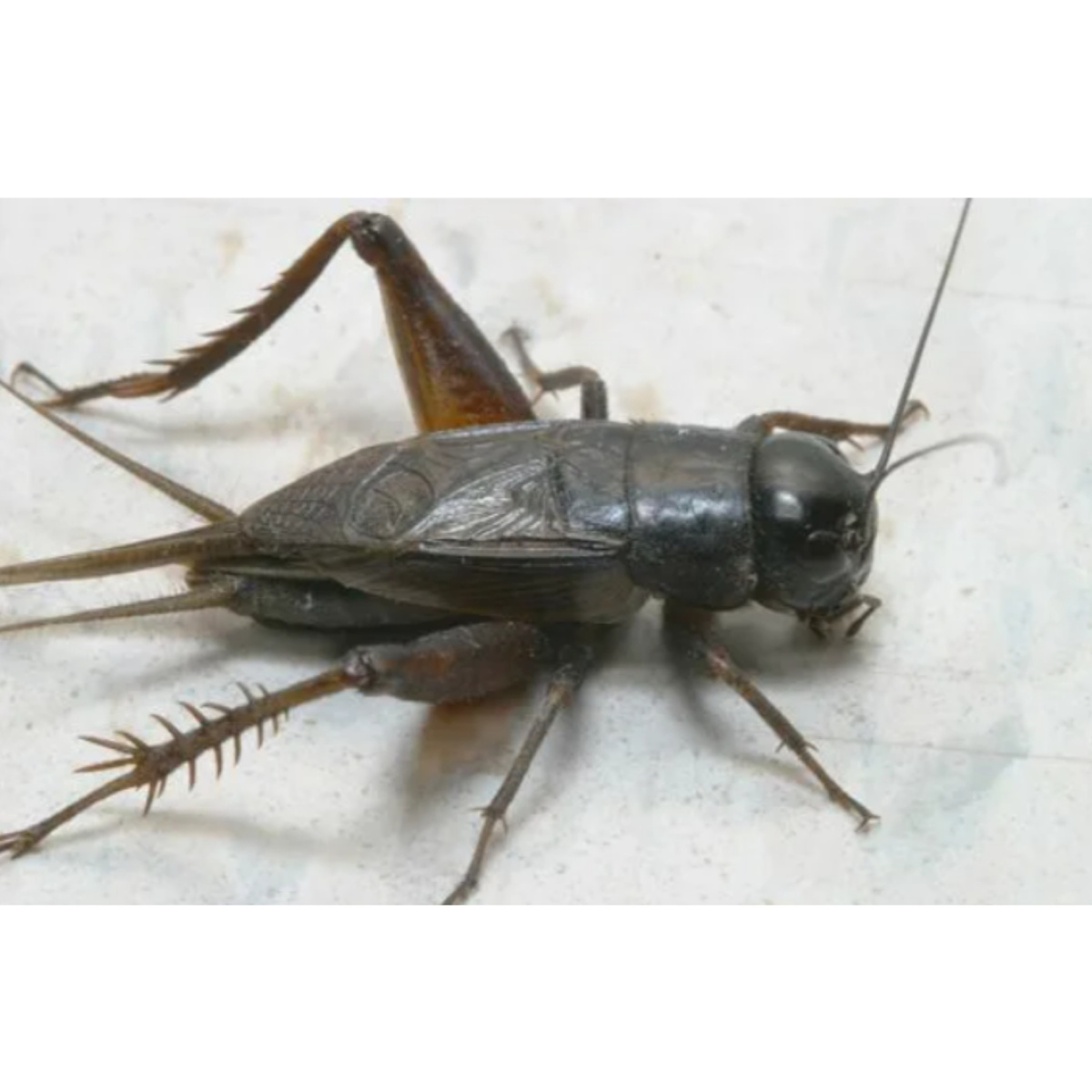 Так выглядит сверчок, и подсветки у него нет