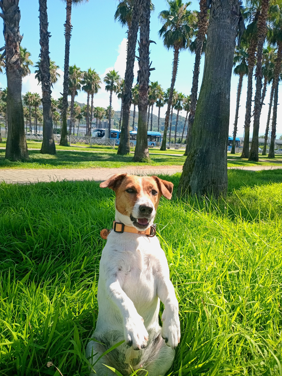 Джек-Рассел Жасмин 🐕 по позирует в Пальмовой аллее 