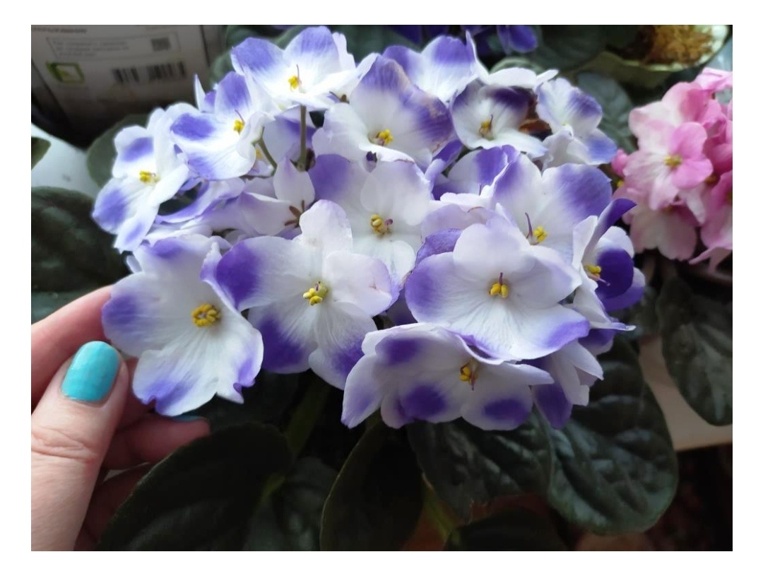 Отвечаю: «У меня тоже фиалки цветут. Шапками, но в свой срок...»На всех фото в статье — фиалки автора, то есть мои...