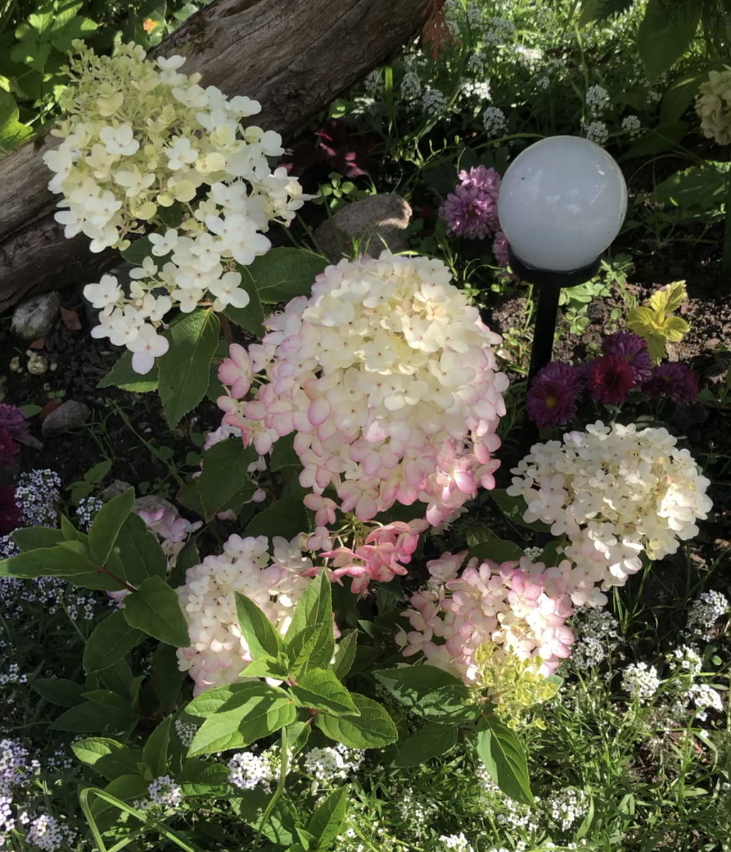 Метельчатая гортензия Литтл Рози, начало сентября 2025