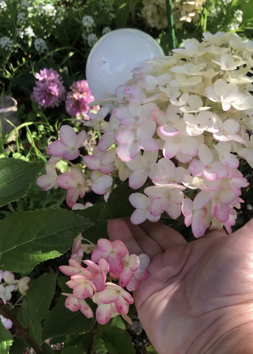 Метельчатая гортензия Литтл Рози, начало сентября 2025. Бомбошки внизу соцветия