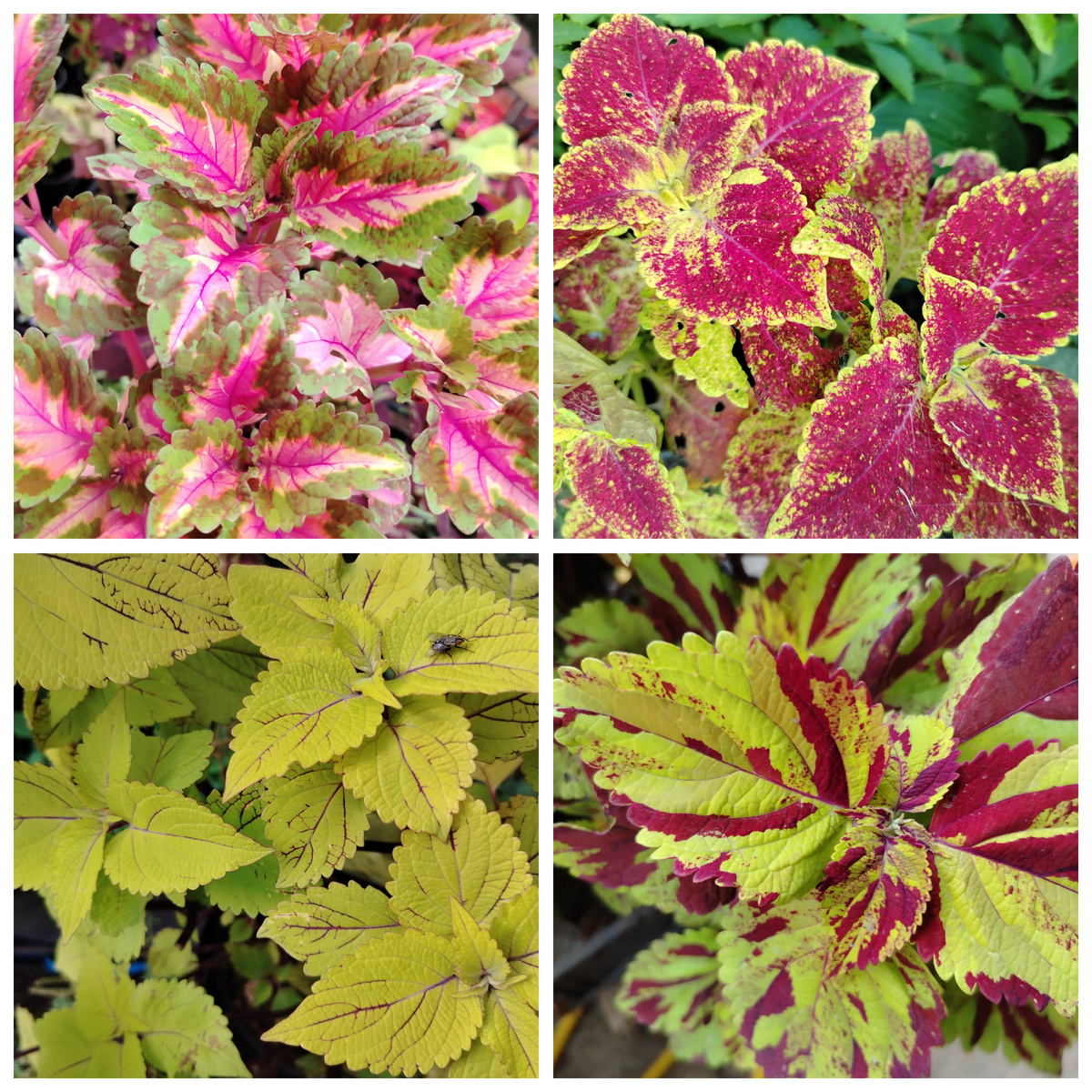 Слева направо: BY - Ванильная Луиза, BY - Любовный треугольник, BY - Скептик жёлтый, BY - Скептик мозаика. 