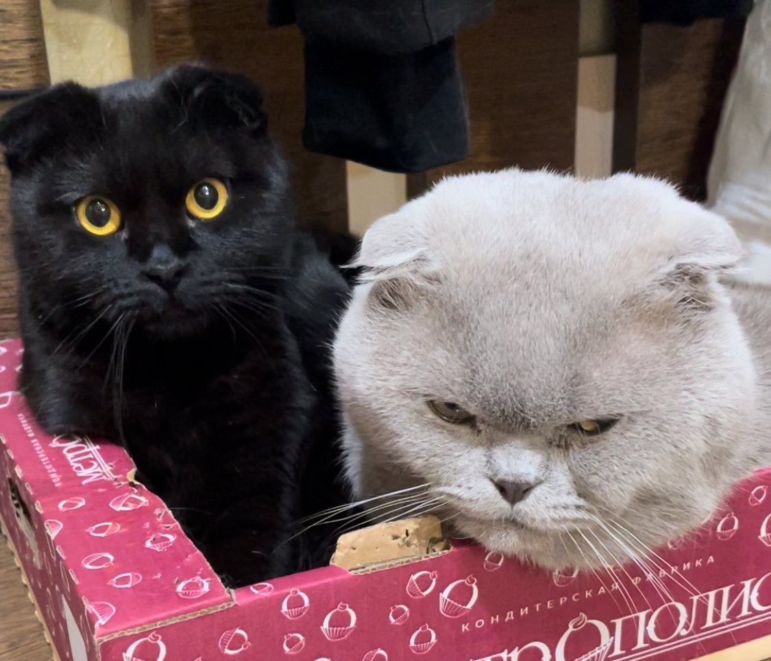 Для тех, кто впервые у меня на канале: кот Максим и кошка Есения