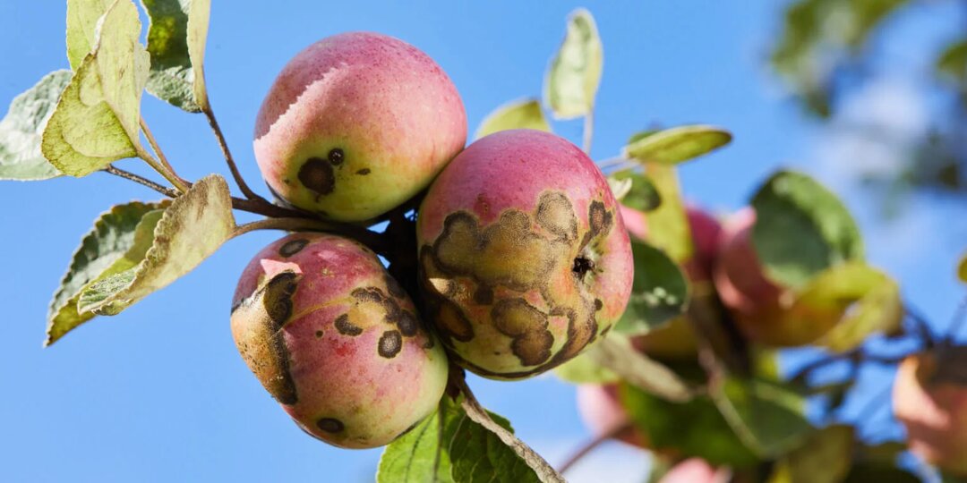 Летом в саду буйствовала парша? Расскажем чем обработать деревья сейчас