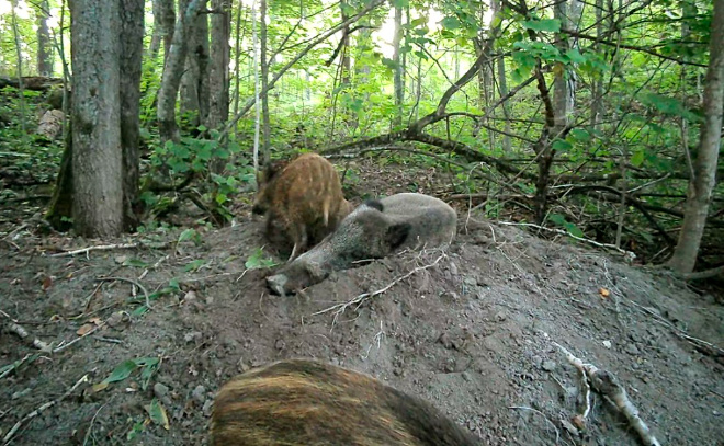    © t.me/kazdoytvaripopare / Даниила Карпиченко