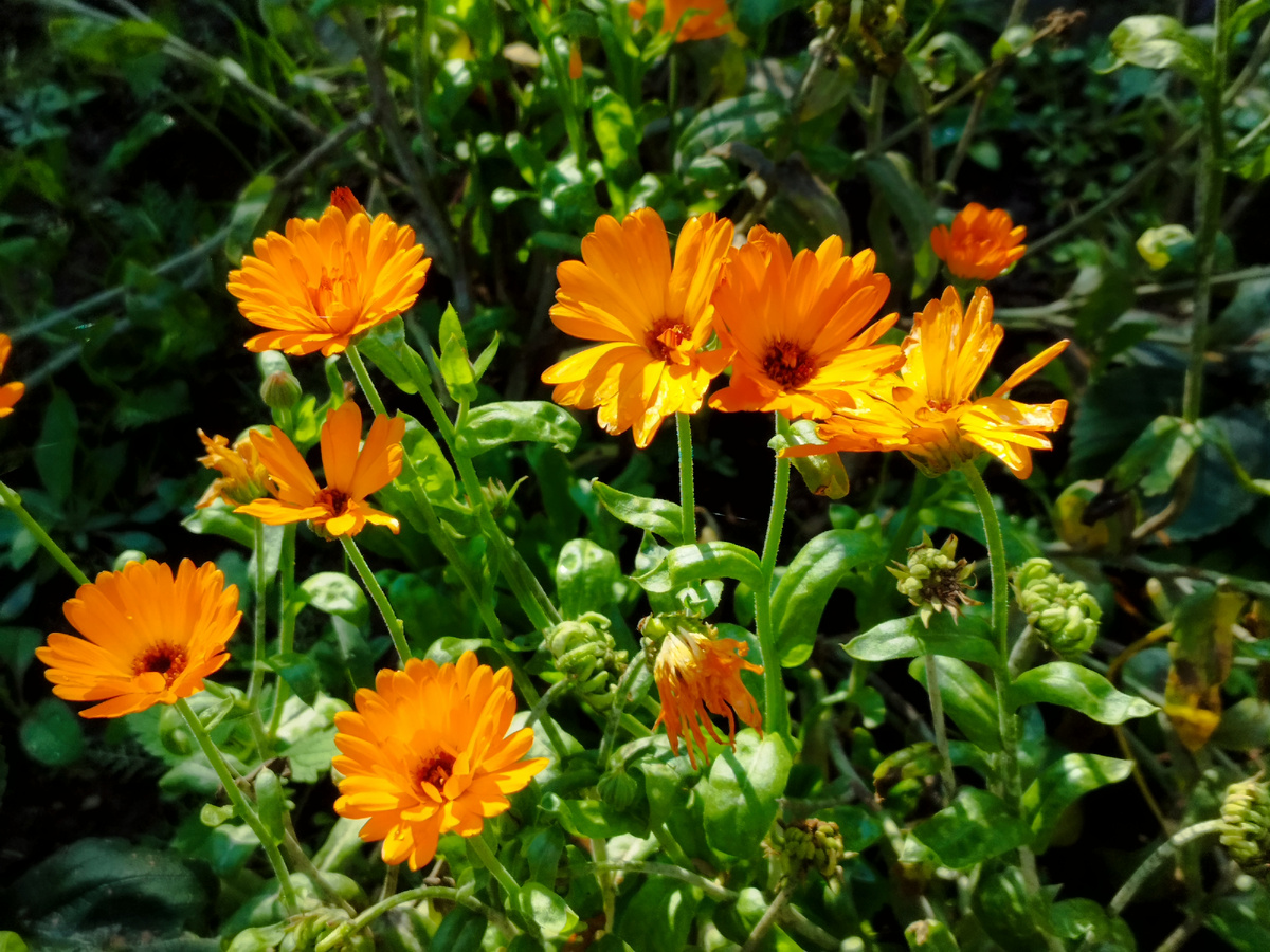 Оранжевые "ноготки"