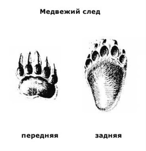 След медведя. Фото из интенета