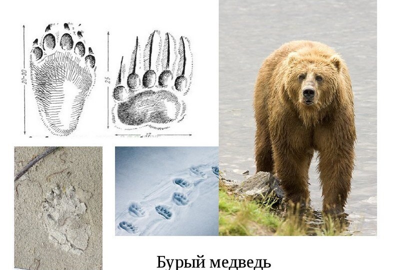 Чего боятся медведи и что их привлекает: шпаргалка для похода в горы Алтая.