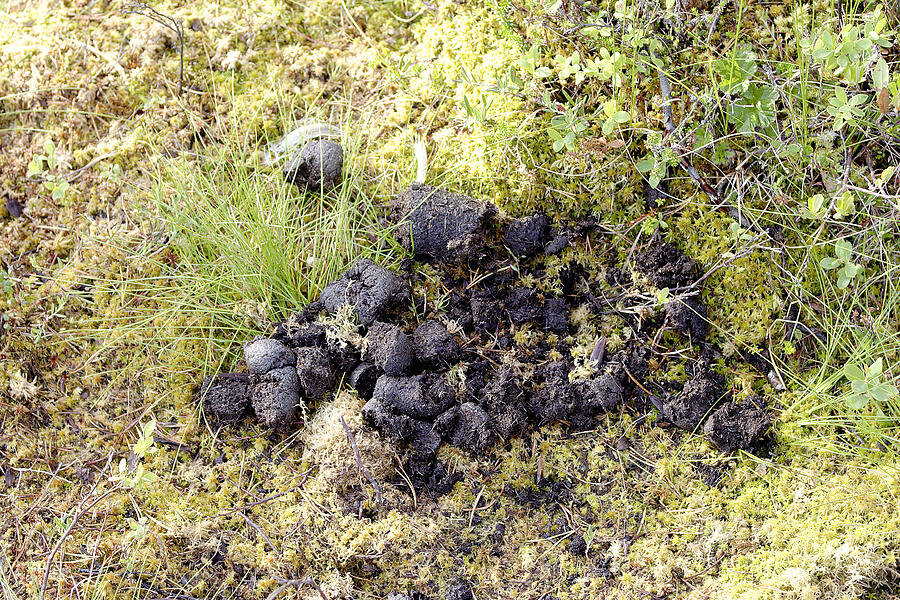 Помёт медведя. Фото из интенета