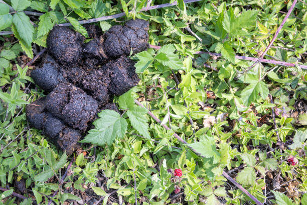 Помёт медведя. Фото из интенета