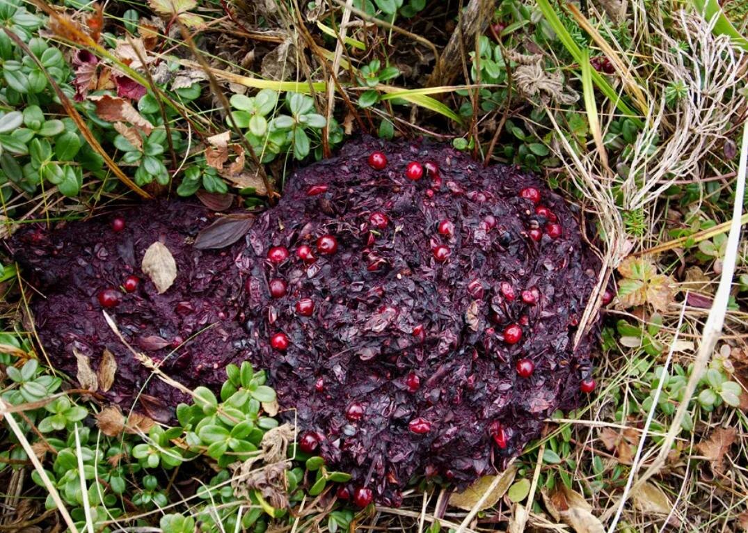 Помёт медведя. Фото из интенета