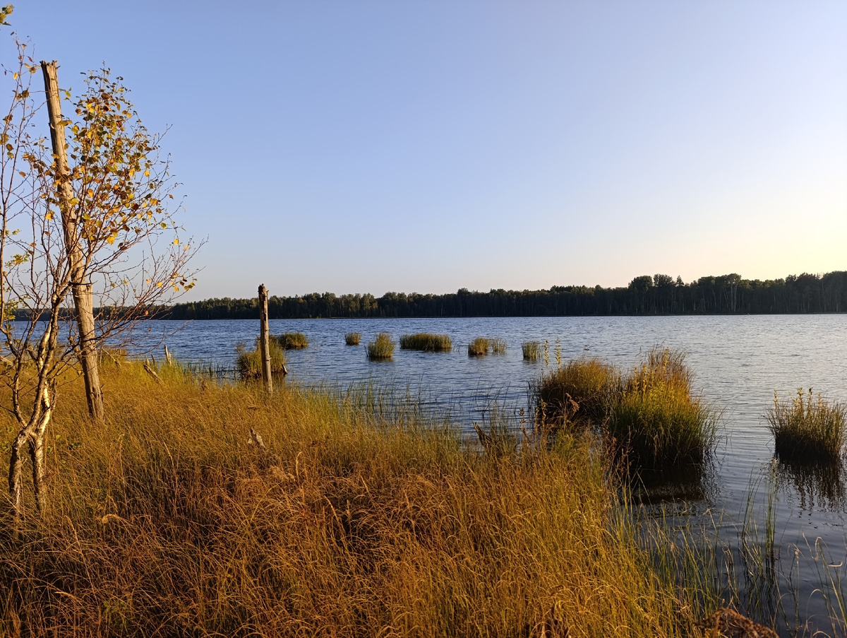 Берег озера. Клюква, подберёзовики, иногда маслята жёлто-бурые.