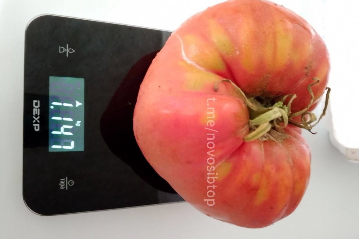    Фото: Новосибирск с огоньком \ Telegram