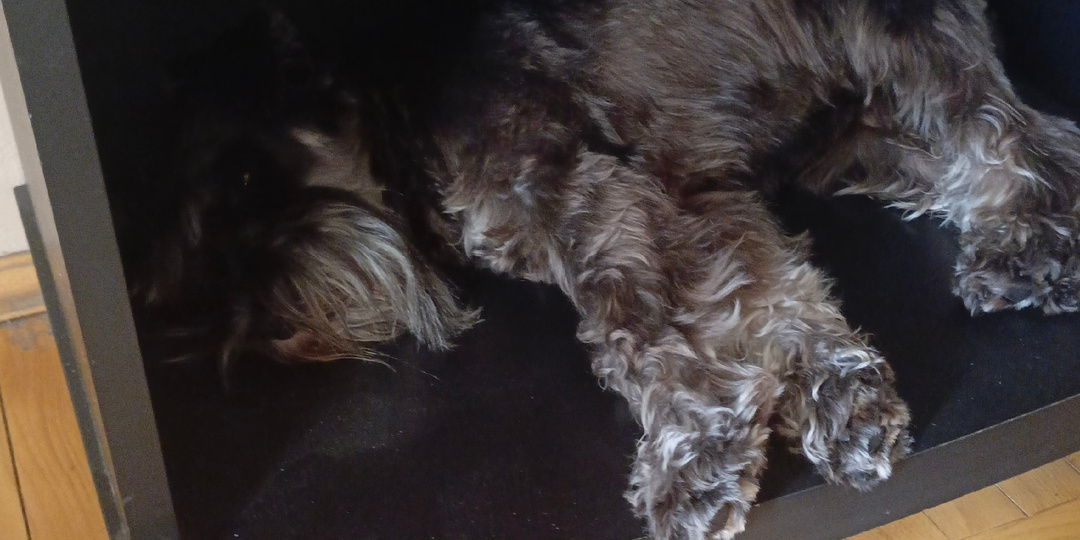 Где моя будка?