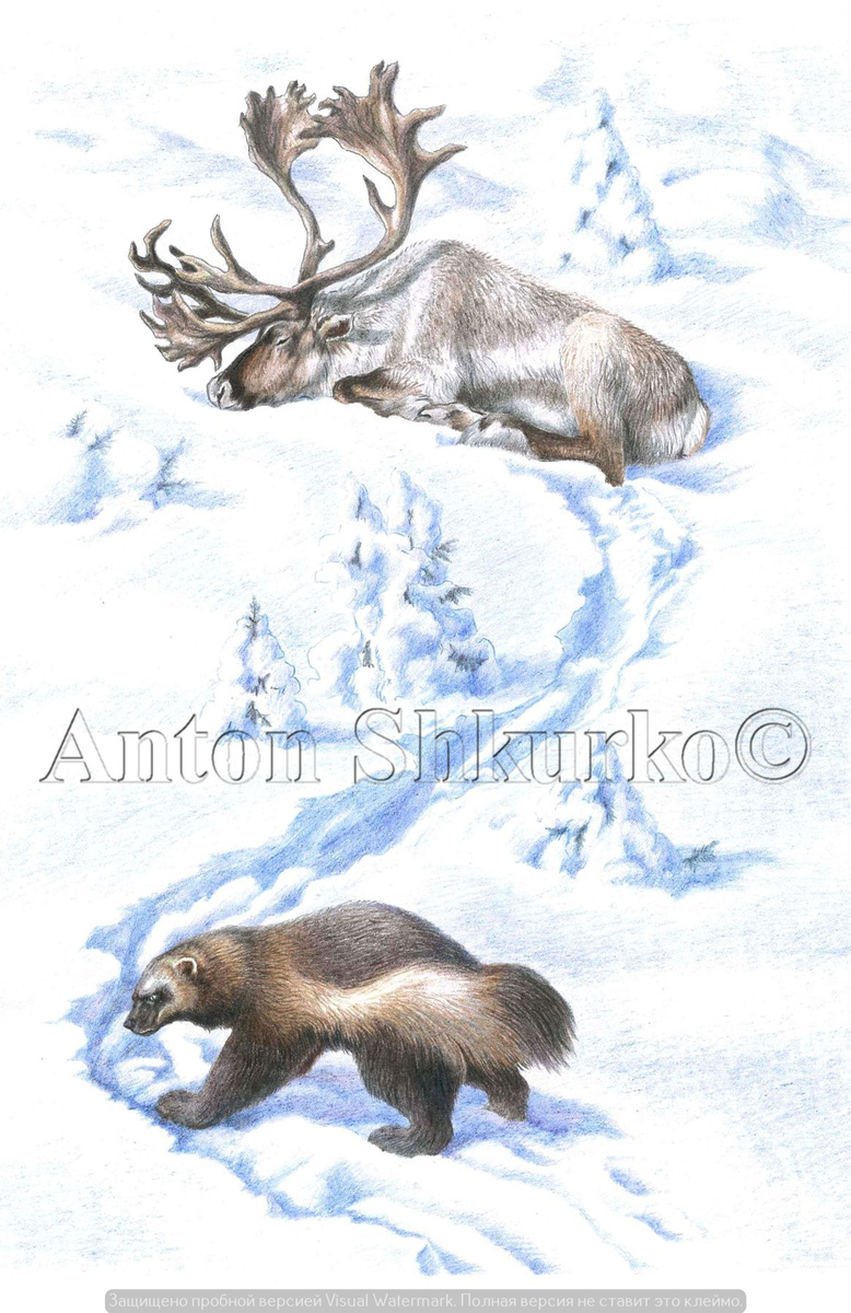 «До изнеможения». Цветной карандаш, бумага. Размер оригинала 300х400. 