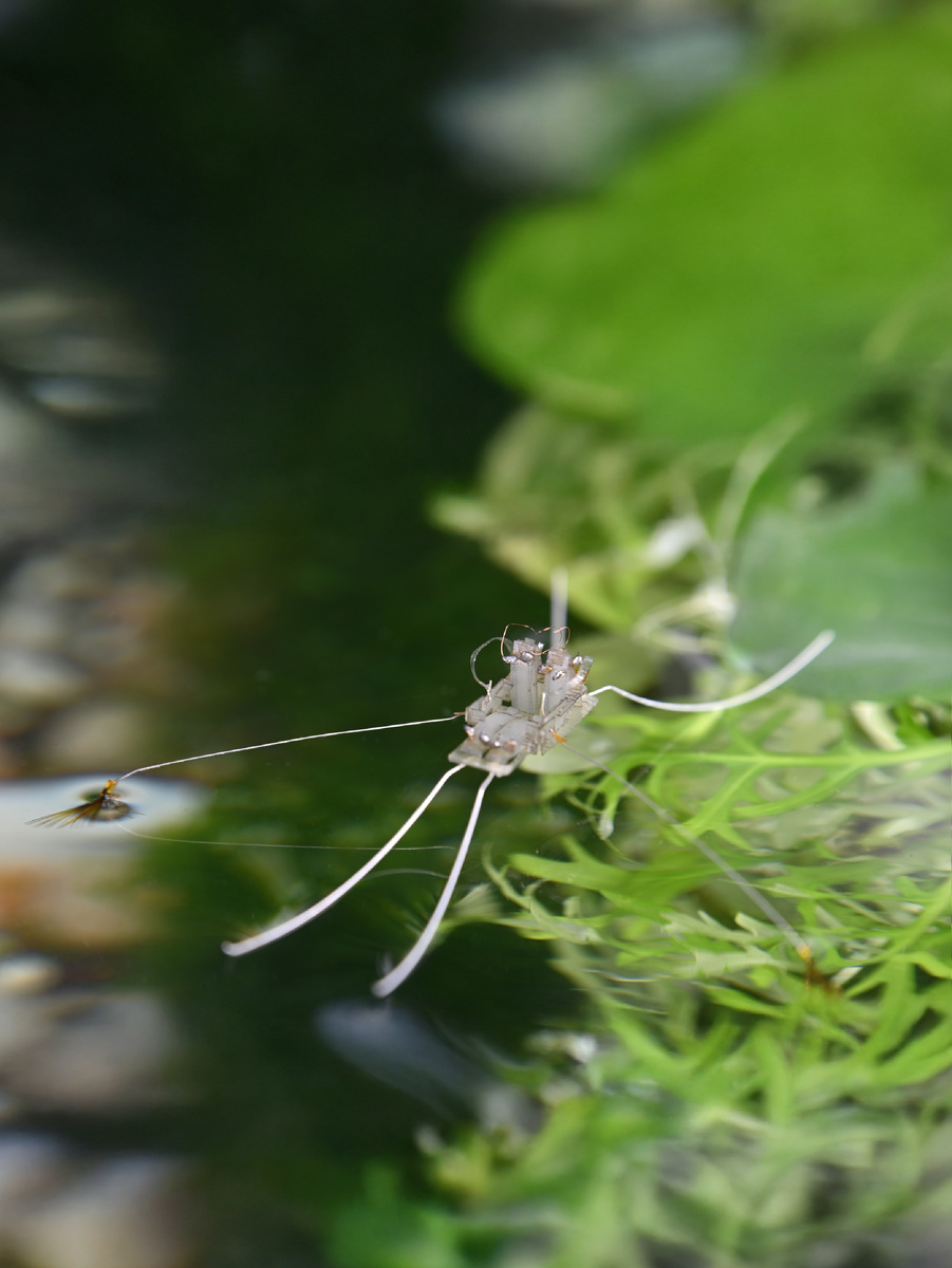 Rhagobot. Источник: https://arstechnica.com/science/2025/09/robotic-bug-literally-walks-on-water/