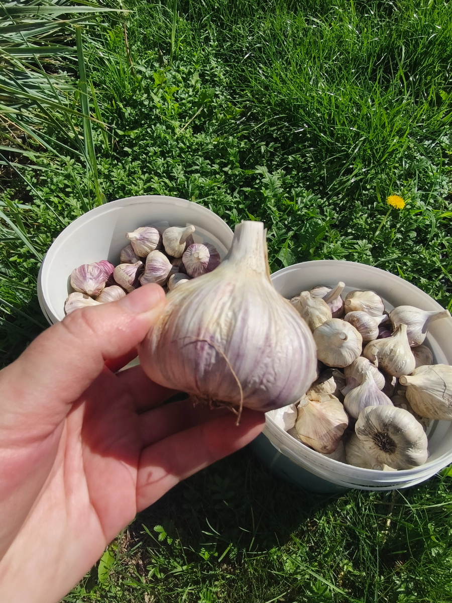 Урожай чеснока