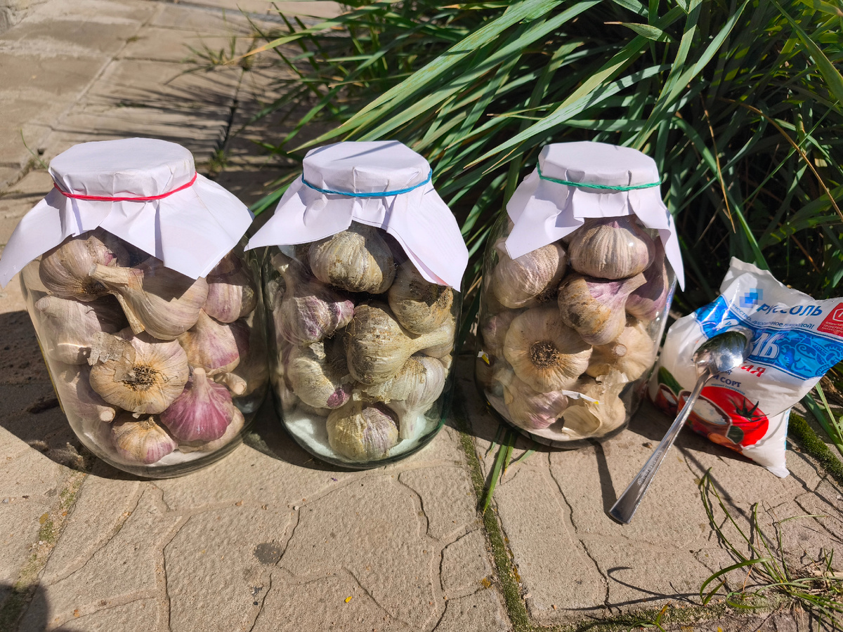 Хранение чеснока в банках 