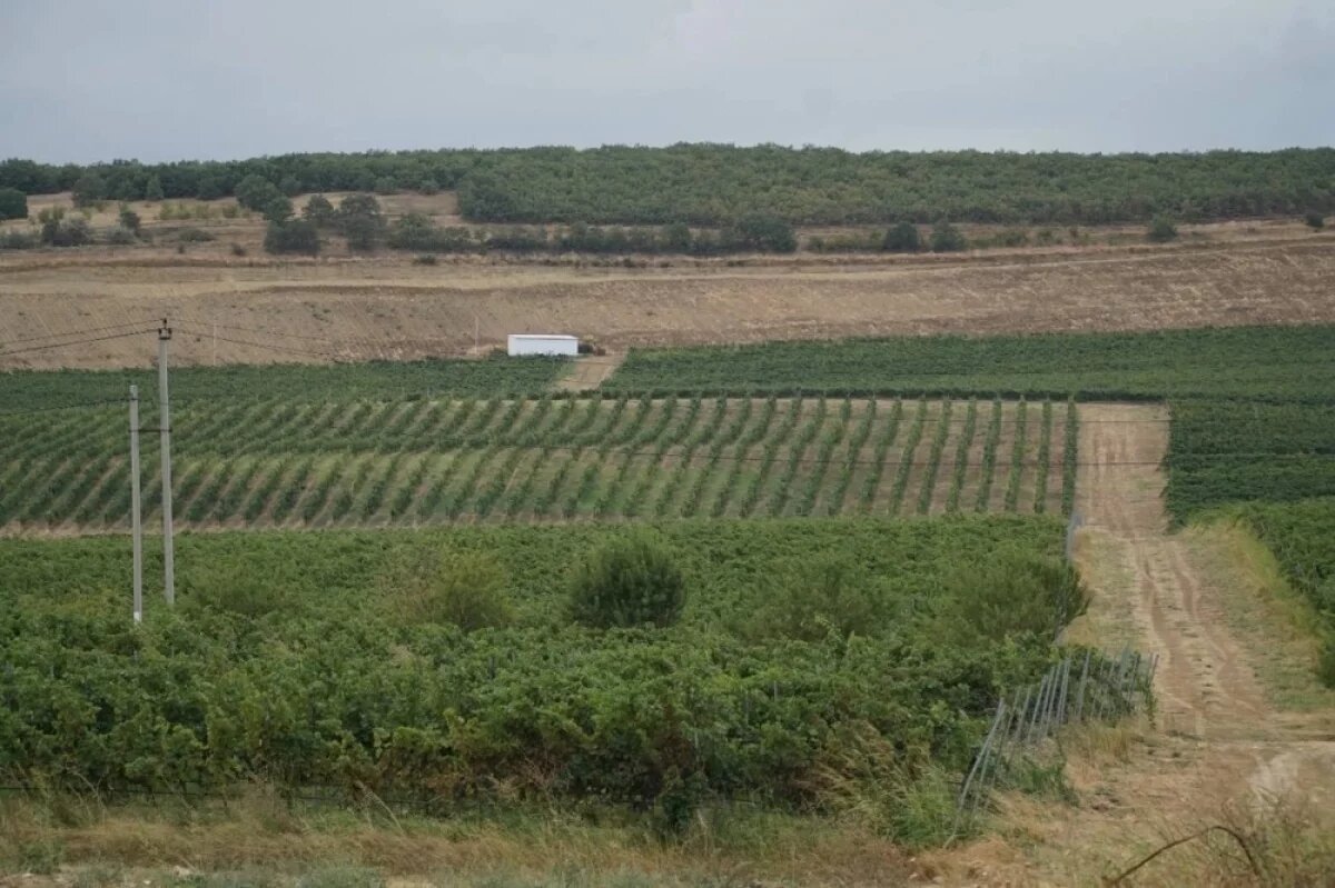    В Дагестане заложили 150 гектаров новых виноградников