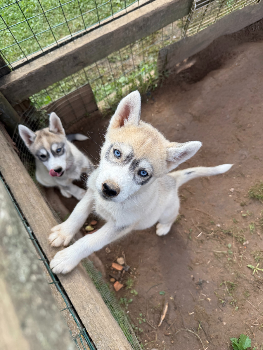 Зоопарт отель Кантри Резорт