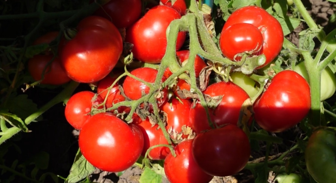 Как обеззаразить почву после уборки томатов и картофеля: простые и эффективные способы