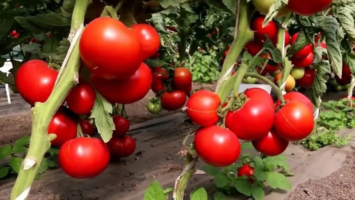 Как обеззаразить почву после уборки томатов и картофеля: простые и эффективные способы