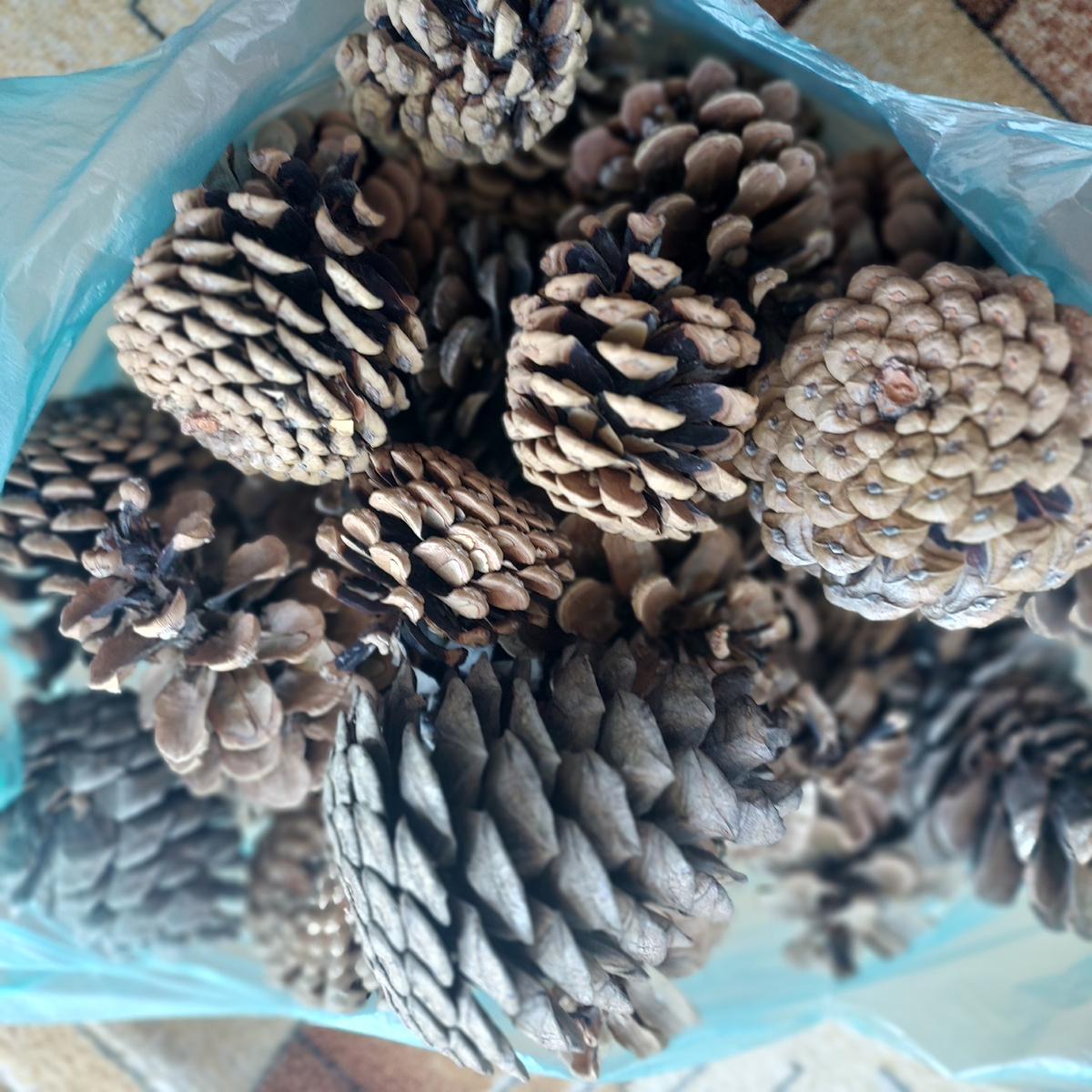 Те самые мои шишки