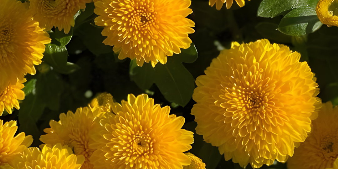 🌷🍁Осенний бал цветов: топ 5 растений, которые украсят ваш сад осенью💫🍂