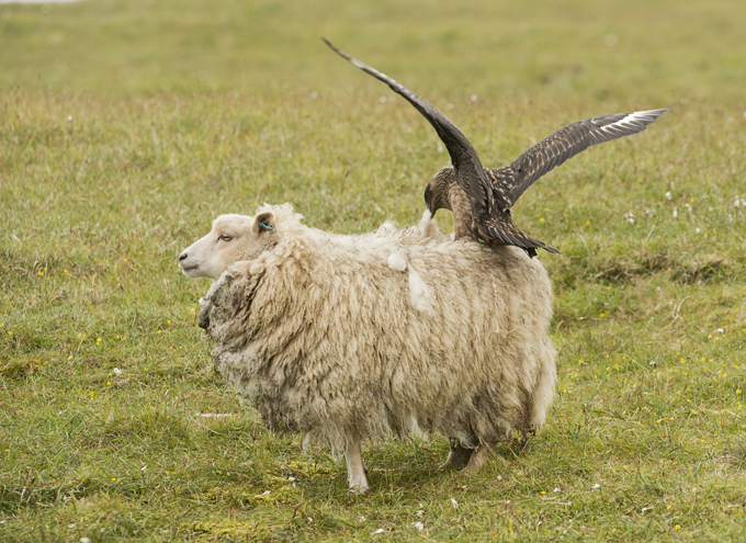Кеа: Кромсает овец, уничтожает машины и ворует вещи. Эти птицы используют свою гениальность, чтобы творить зло