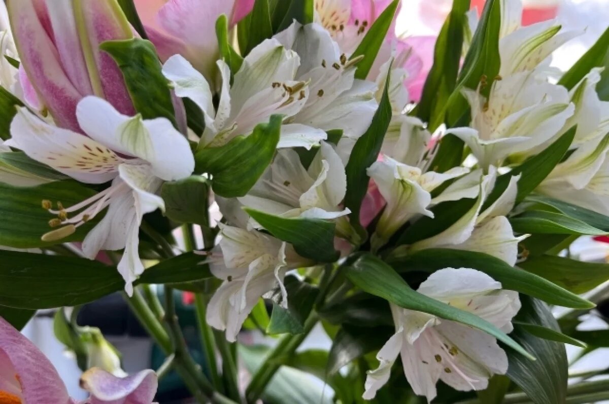    Президент отметил наградой псковскую семью