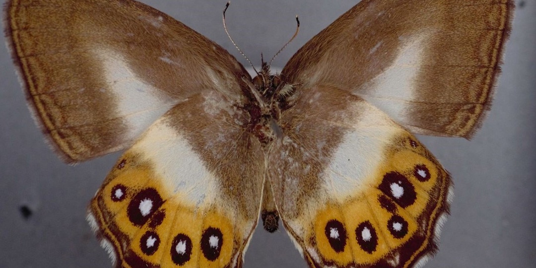 Я назову планету именем твоим: кем и чем вдохновляются учёные, описывая новые виды?