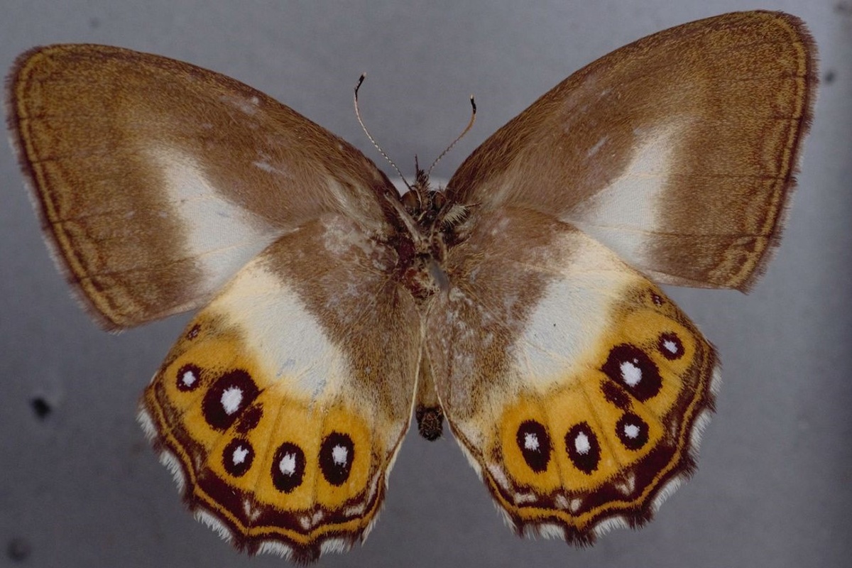 Saurona triangula, задние крылья которой напомнили учёным владыку Мордора. Фото B Huertas 