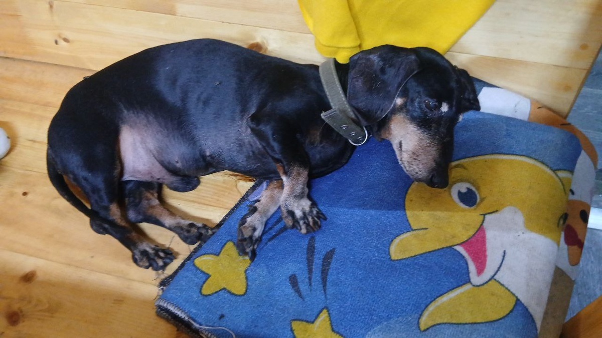 Очень пожилой,  таксик, найденный на улице, 