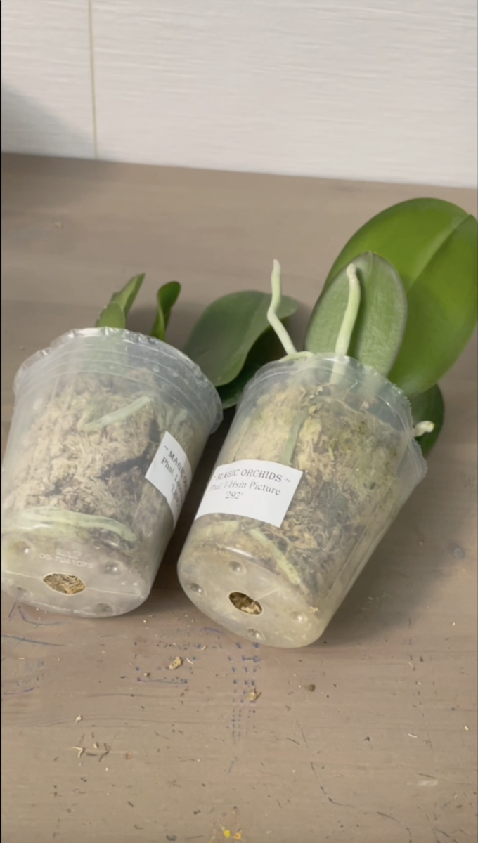 Две азиатские орхидеи в размере 2,5 дюйма из посылки. Орхидеи С Еленой Кузнецовой