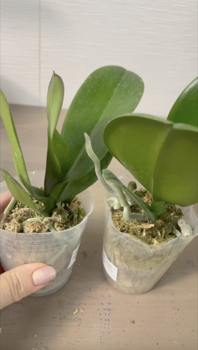 Орхидеи из Азии обычно приходят очень пересушенными. Орхидеи С Еленой Кузнецовой